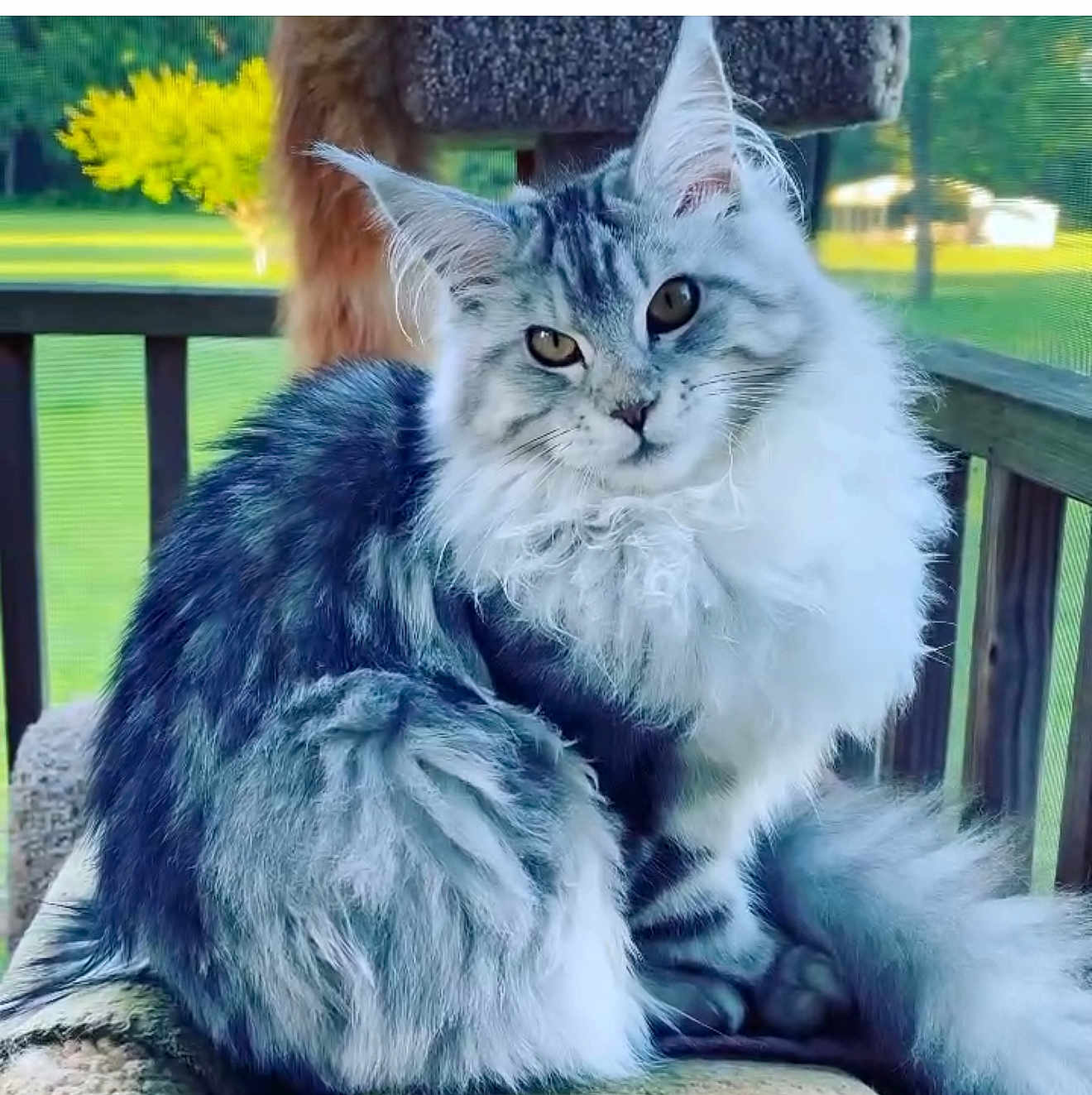 Ophelia is registered to the contest to win money with this photo: cat, maine_coon, fluffy, long_hair, pet, outdoor, nature, greenery, animal, feline, portrait, sitting, fur, ears, tail, relaxing, daylight, wooden_rail, perch, serene