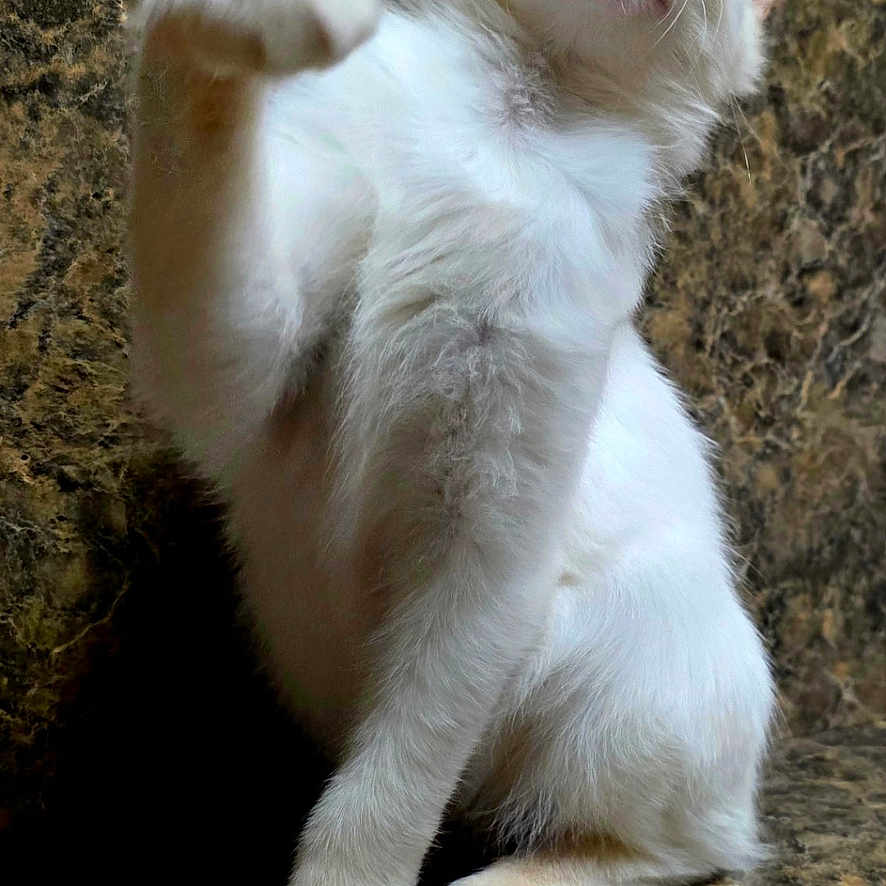 Milo