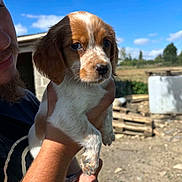 Bahya a rejoint le concours — aidez-le/la à gagner de superbes lots ! animal, being_held, blue_eyes, brown_and_white, clouds, countryside, cute, dog, face, floppy_ears, hands, human, outdoor, person, portrait, puppy, rural, sky, spaniel, sunny