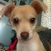 Lucy joined the competition — help win amazing prizes! blurred, canine, close_up, cute, dog, domestic_animal, ears, eyes, fur, furniture, indoor, living_room, mammal, nose, patchwork_quilt, pet, puppy, small_dog, tail, wall_photos