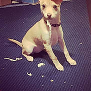 Lucy is registered to the contest to win money with this photo: puppy, dog, tan, sitting, carpet, indoor, chewing, shredded_paper, guilty_expression, pet, collar, floor, mischief, young_dog, cute, animal, playful, small_dog, fur, ears