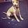 Lucy