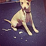 puppy, dog, tan, sitting, carpet, indoor, chewing, shredded_paper, guilty_expression, pet, collar, floor, mischief, young_dog, cute, animal, playful, small_dog, fur, ears