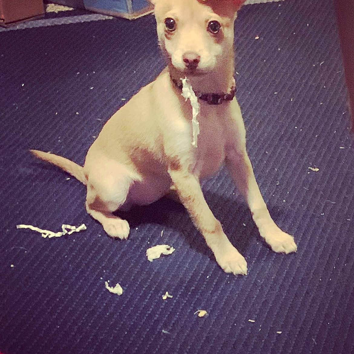 Lucy is registered to the contest to win money with this photo: animal, carpet, chewing, collar, cute, dog, ears, floor, fur, guilty_expression, indoor, mischief, pet, playful, puppy, shredded_paper, sitting, small_dog, tan, young_dog
