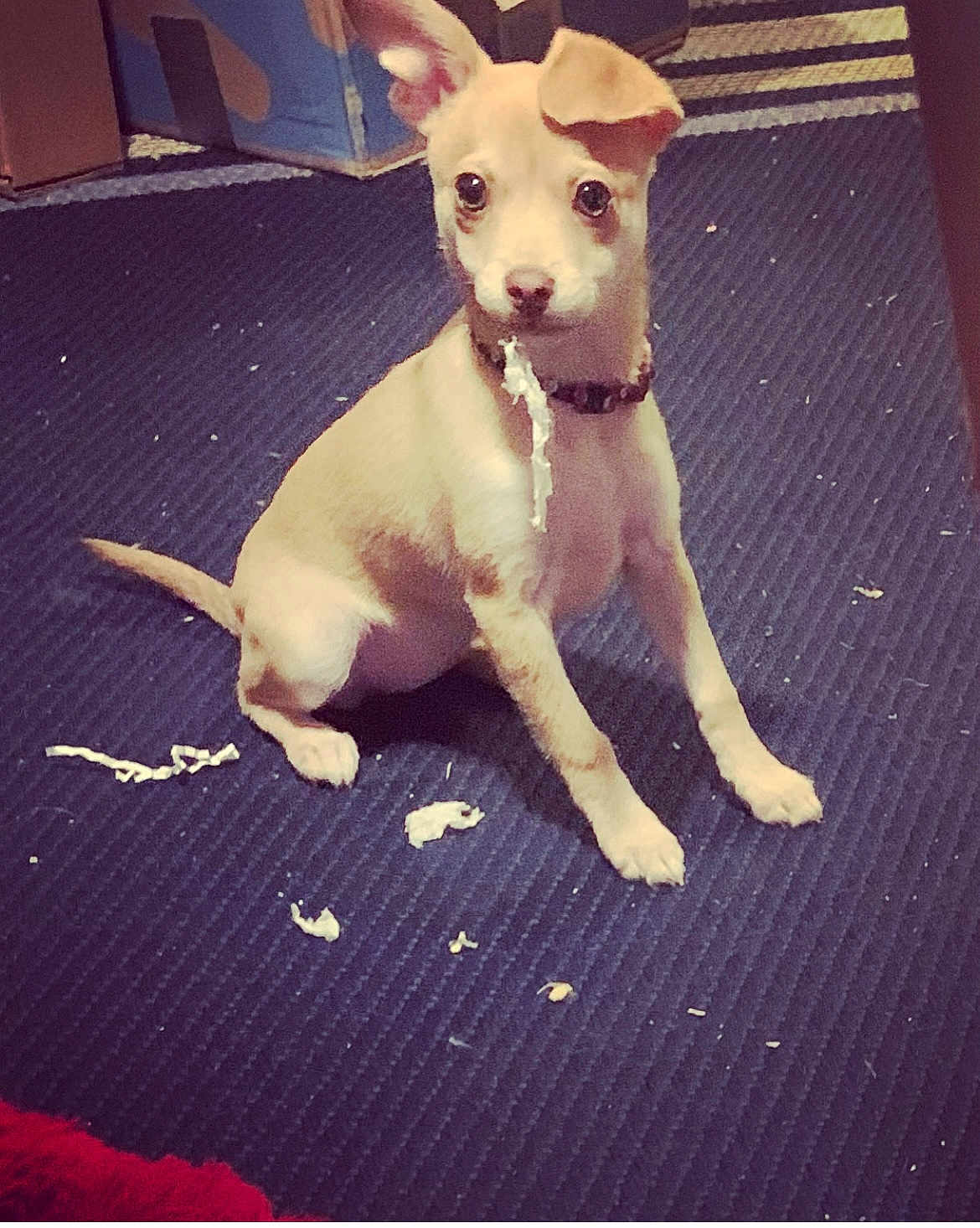 Lucy is registered to the contest to win money with this photo: puppy, dog, tan, sitting, carpet, indoor, chewing, shredded_paper, guilty_expression, pet, collar, floor, mischief, young_dog, cute, animal, playful, small_dog, fur, ears