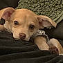 Lucy is registered to the contest to win money with this photo: animal, blanket, closeup, couch, cozy, cute, dog, domestic, ears, fur, indoor, looking, paw, pet, portrait, puppy, resting, tan, texture, young