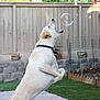 Chowder is registered to the contest to win money with this photo:
