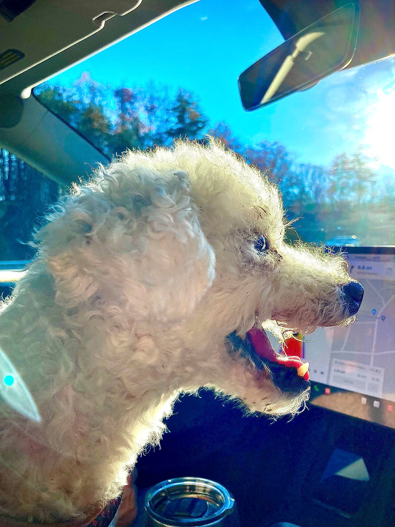 Snowball is registered to the contest to win money with this photo: blue, canidae, carnivore, companion_dog, display_device, dog, dog_breed, eyewear, fang, fur, happy, non_sporting_group, poodle, sky, snout, sporting_group, terrier, toy_dog, whiskers, windshield