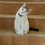 cat, white_cat, pet, stairs, wooden_stairs, indoor, animal, curious, tilted_head, collar, domestic_cat, feline, sitting, young_cat, cute, whiskers, ears, tail, looking, house