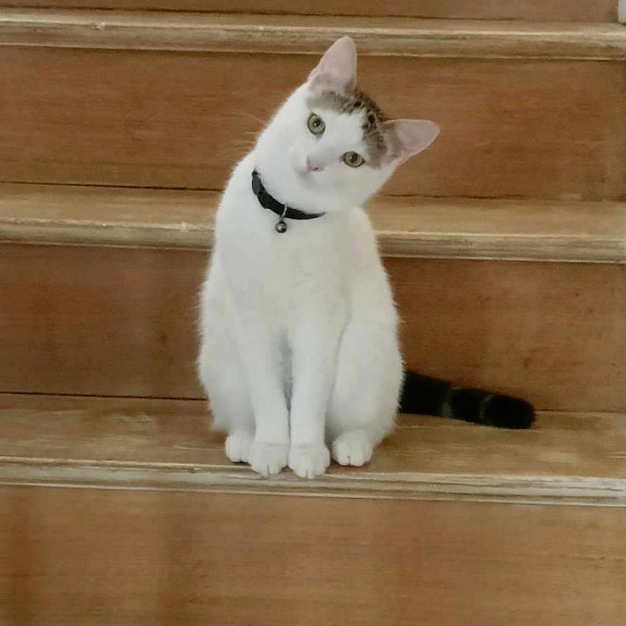 Badaboum participe au concours pour gagner de l'argent avec cette photo : animal, cat, collar, curious, cute, domestic_cat, ears, feline, house, indoor, looking, pet, sitting, stairs, tail, tilted_head, whiskers, white_cat, wooden_stairs, young_cat