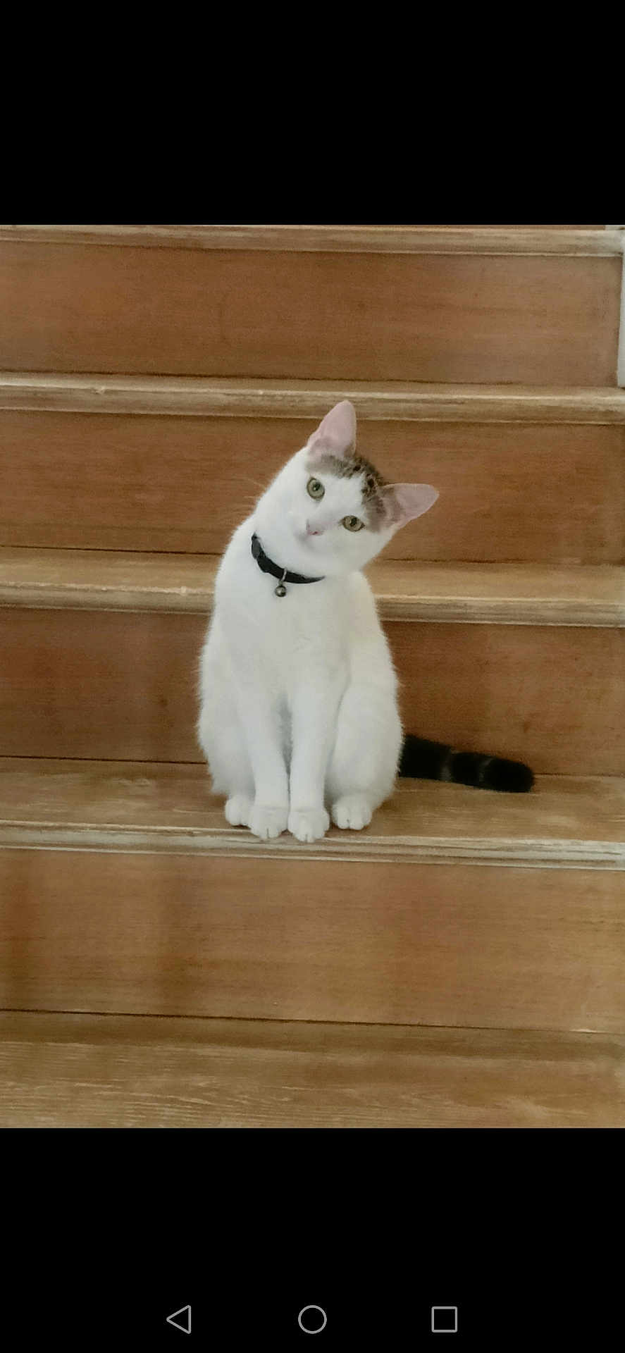 Badaboum participe au concours pour gagner de l'argent avec cette photo : cat, white_cat, pet, stairs, wooden_stairs, indoor, animal, curious, tilted_head, collar, domestic_cat, feline, sitting, young_cat, cute, whiskers, ears, tail, looking, house