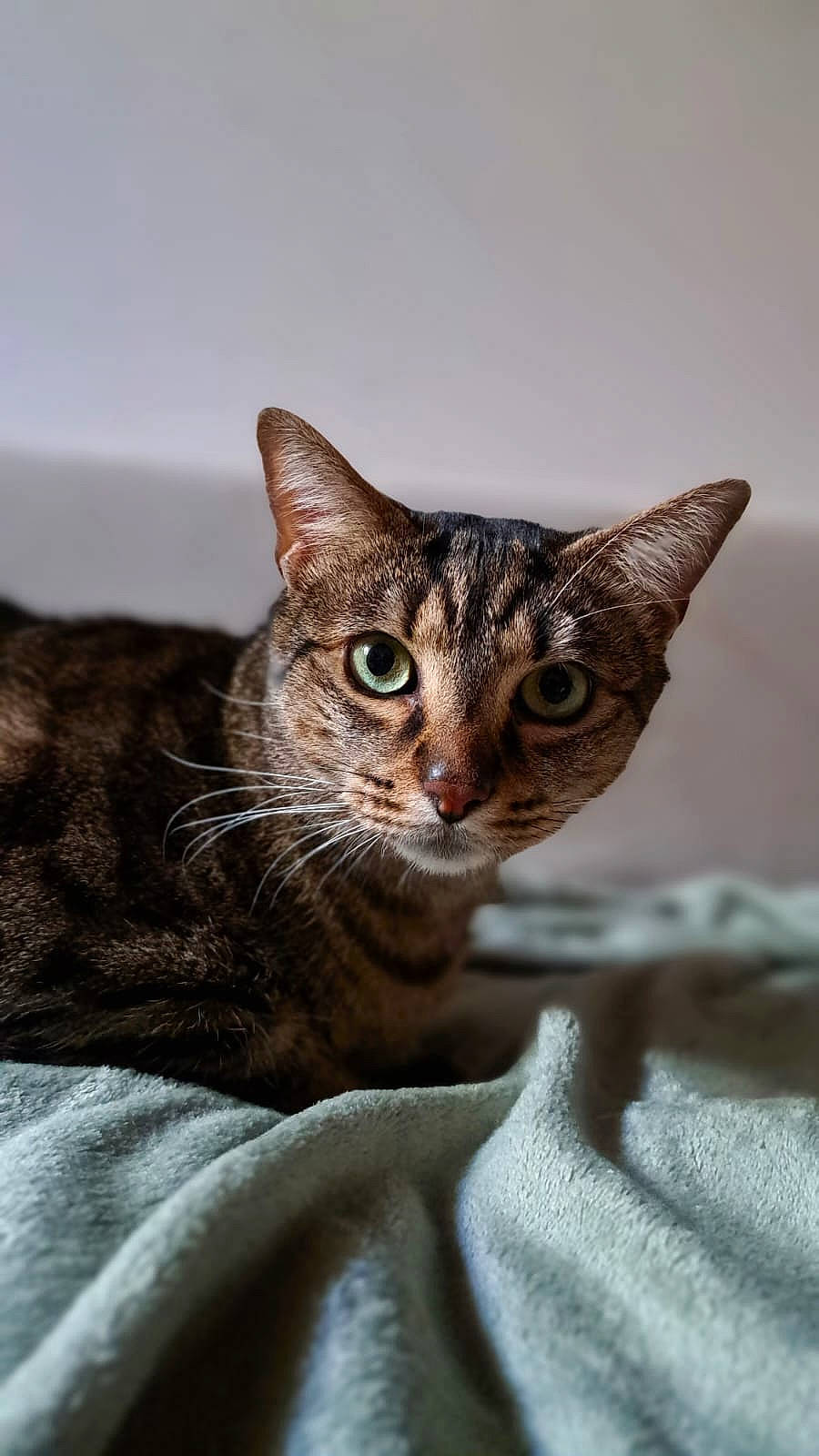 Simba participe au concours pour gagner de l'argent avec cette photo : carnivore, cat, comfort, domestic_short_haired_cat, felidae, fur, small_to_medium_sized_cats, snout, terrestrial_animal, whiskers, wildlife, window