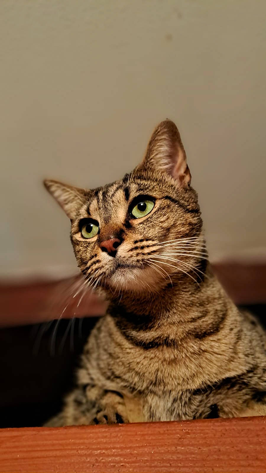 Simba participe au concours pour gagner de l'argent avec cette photo : carnivore, cat, domestic_short_haired_cat, felidae, fur, rectangle, small_to_medium_sized_cats, snout, terrestrial_animal, whiskers, wildlife