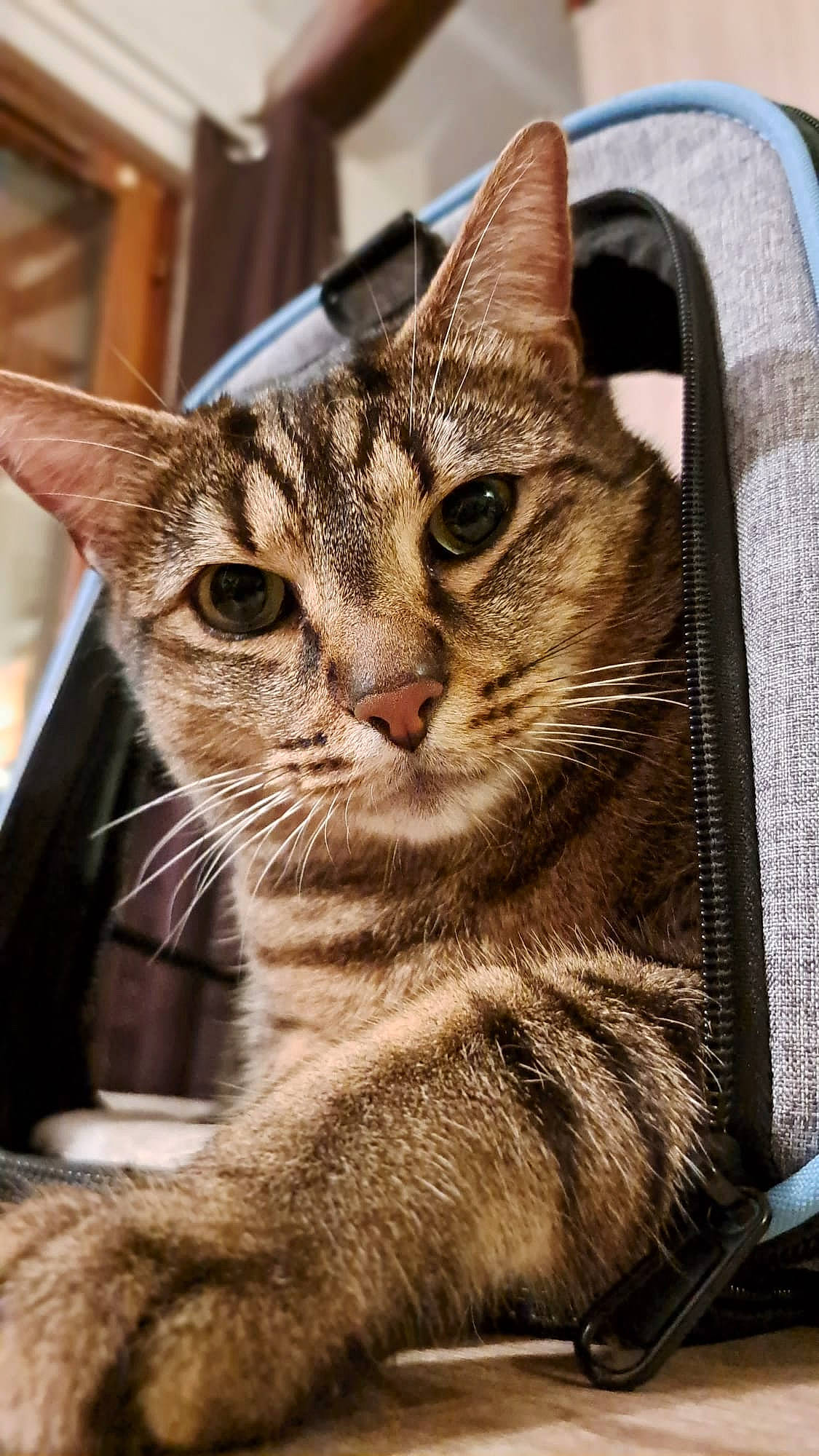 Simba participe au concours pour gagner de l'argent avec cette photo : carnivore, cat, claw, close_up, domestic_short_haired_cat, felidae, fur, paw, small_to_medium_sized_cats, snout, terrestrial_animal, whiskers