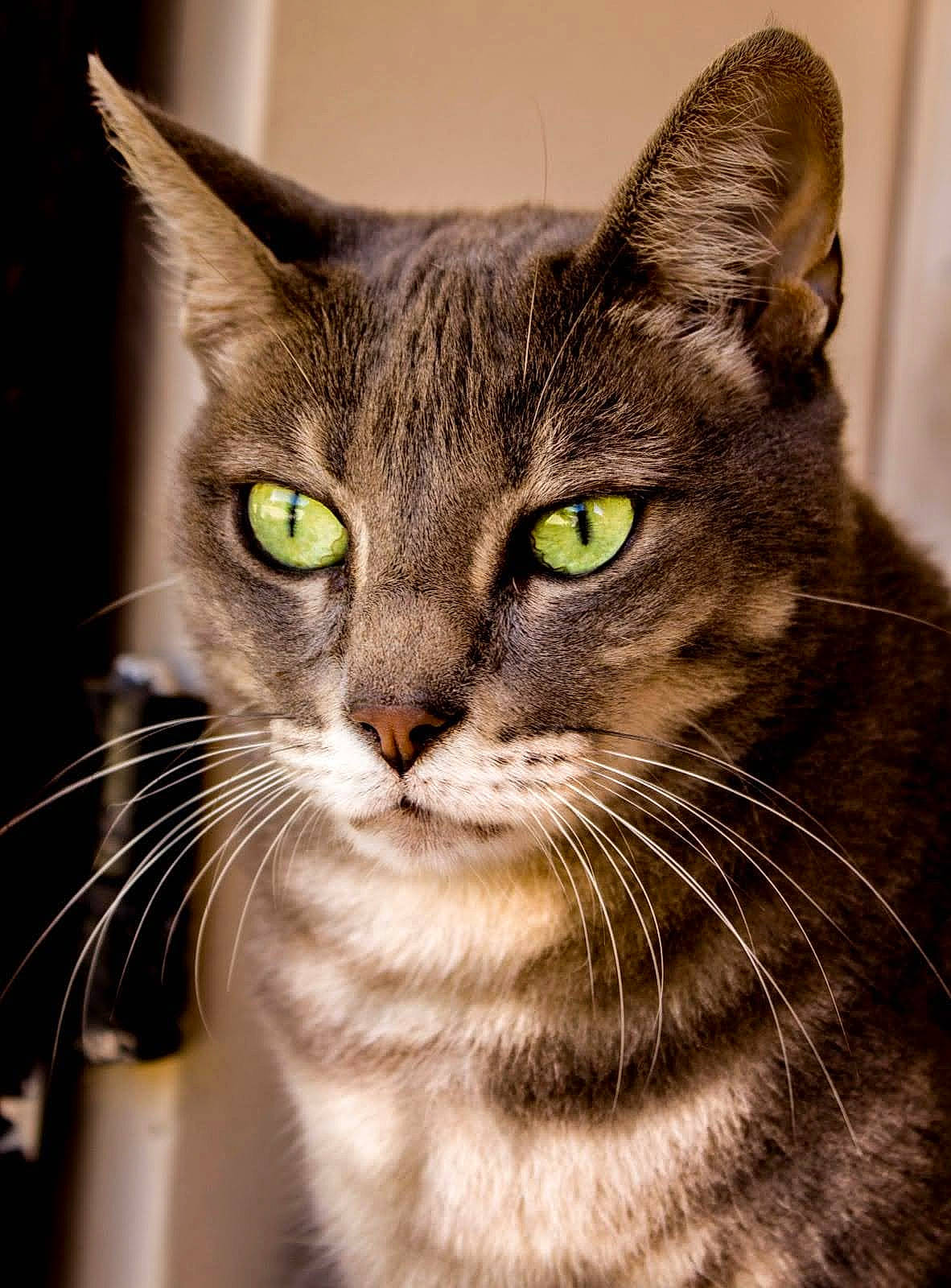 Nikita participe au concours pour gagner de l'argent avec cette photo : carnivore, cat, close_up, collar, domestic_short_haired_cat, felidae, fur, iris, pet_supply, small_to_medium_sized_cats, snout, terrestrial_animal, whiskers, window