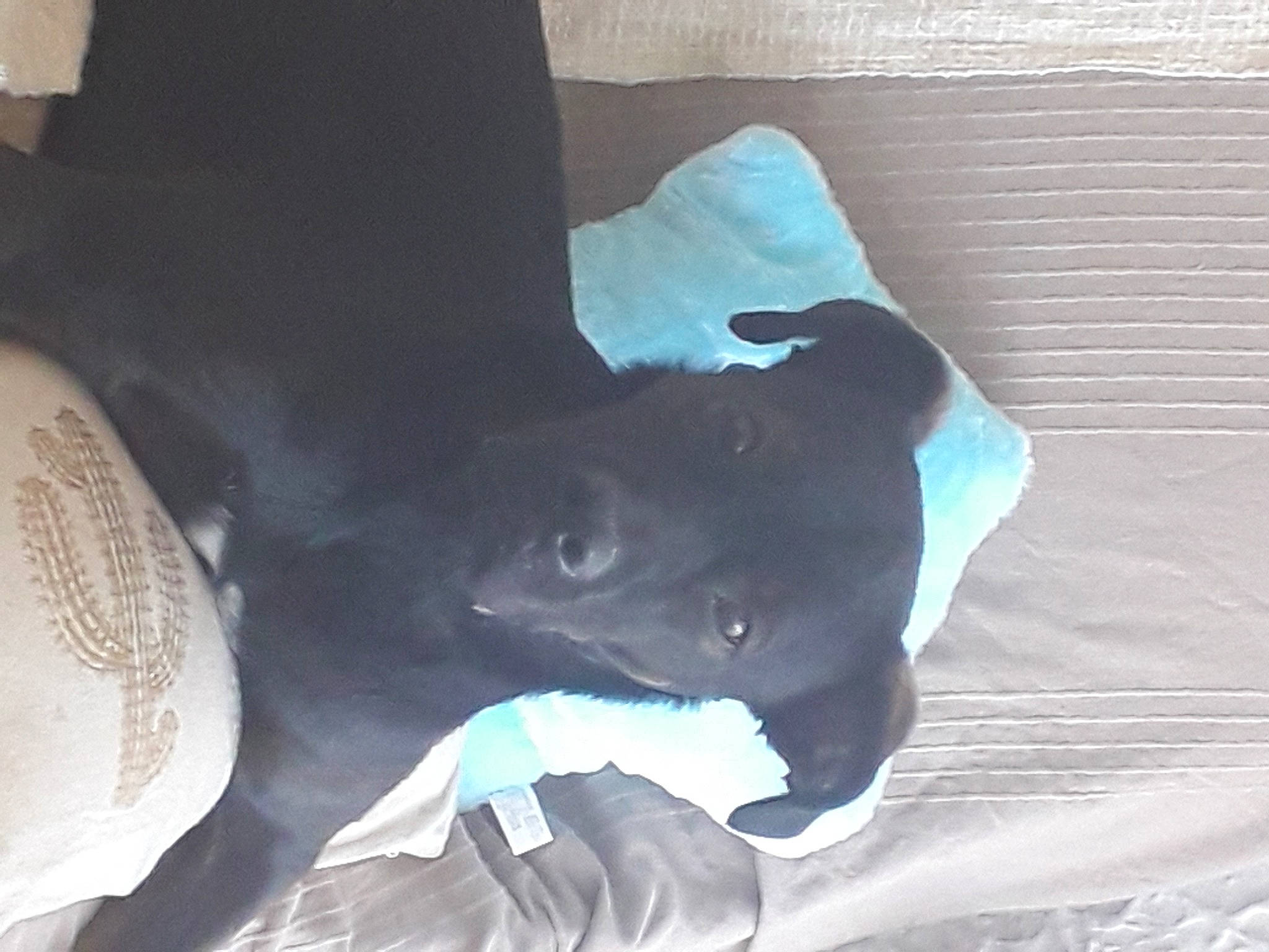 Rudy participe au concours pour gagner de l'argent avec cette photo : canidae, carnivore, comfort, companion_dog, dog, dog_breed, electric_blue, felidae, fur, grey, guard_dog, human_leg, linens, non_sporting_group, small_to_medium_sized_cats, snout, sporting_group, tints_and_shades, whiskers, working_animal