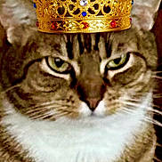 Cleopatra joined the competition — help win amazing prizes! cat, tabby_cat, crown, pet, animal, feline, portrait, close_up, fur, whiskers, ears, eyes, indoor, wood_background, royalty, cute, domestic_animal, mammal, expression, headshot