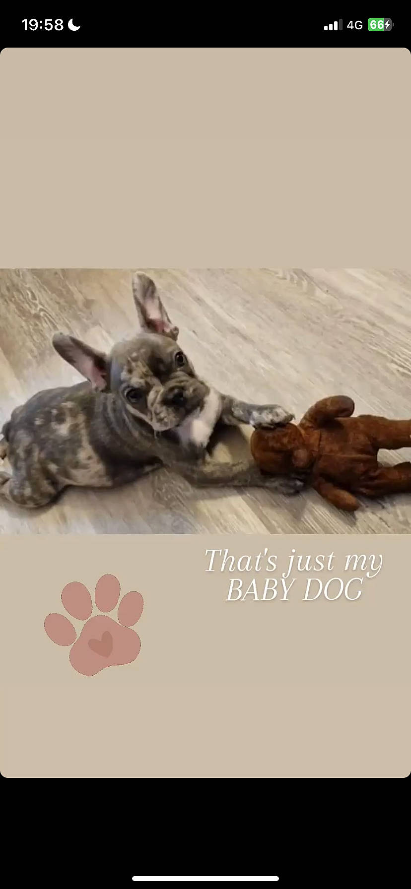 Baloo participe au concours pour gagner de l'argent avec cette photo : art, canidae, fashion_accessory, felidae, font, fur, gesture, happy, jewellery, linens, metal, pattern, paw, petal, photo_caption, small_to_medium_sized_cats, tail, vertebrate, whiskers, wood