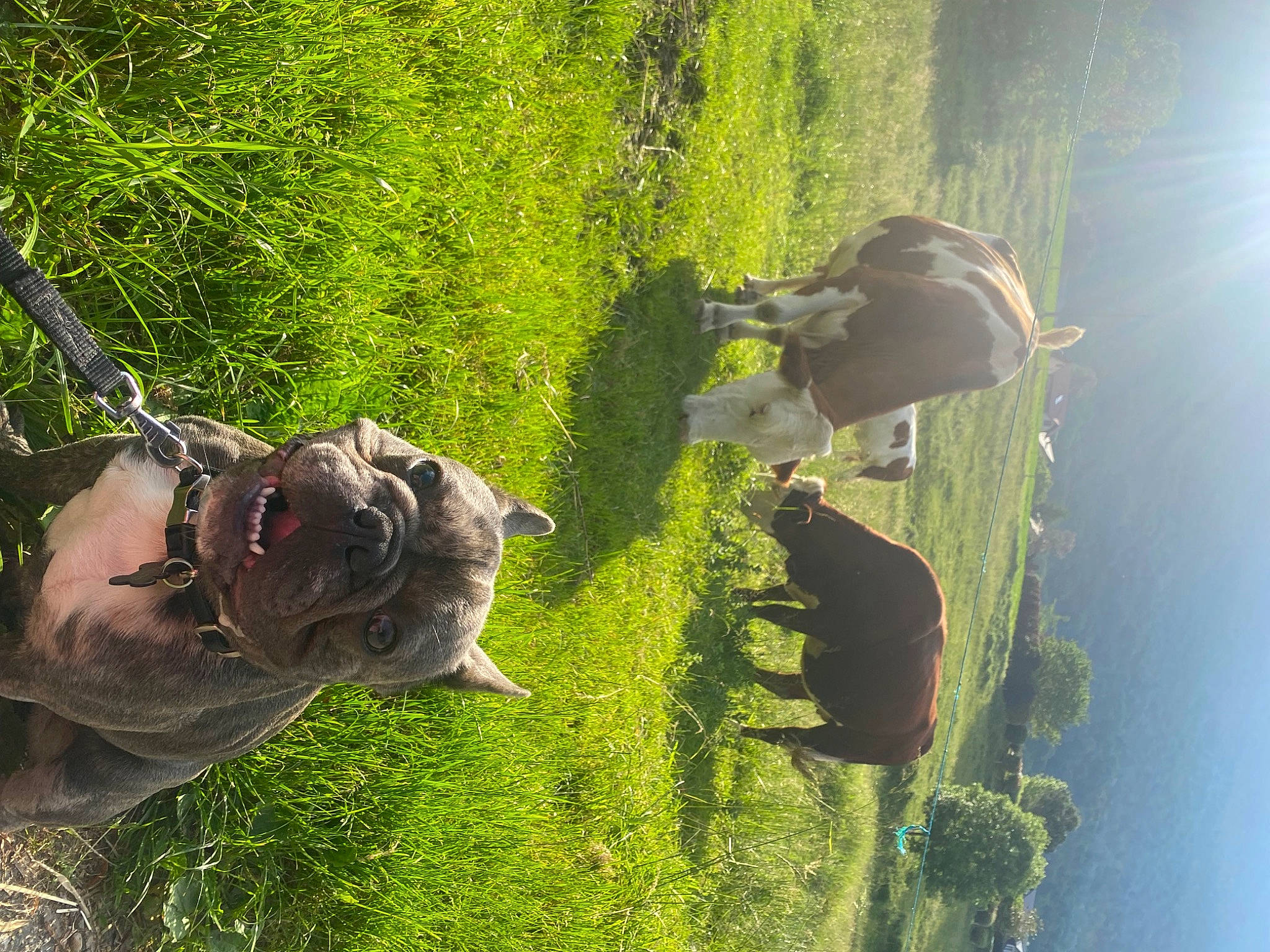 Baloo a rejoint le concours — aidez-le/la à gagner de superbes lots ! carnivore, dog, dog_breed, fawn, fun, grass, landscape, leisure, nature, organism, plant, sky, terrestrial_animal, tree, trunk, vegetation, water, wilderness, wood, working_animal