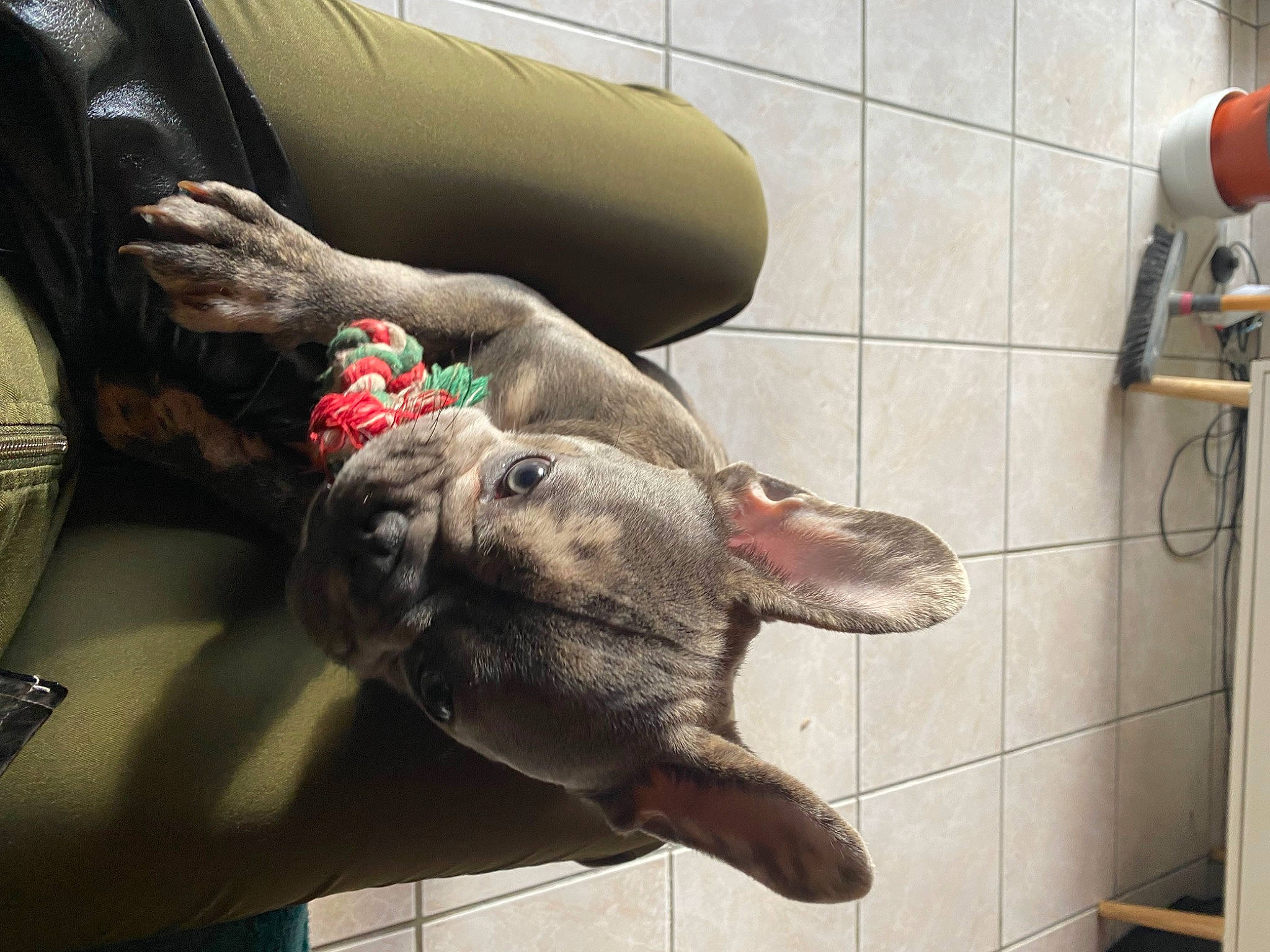 Baloo a rejoint le concours — aidez-le/la à gagner de superbes lots ! carnivore, comfort, companion_dog, dog_breed, fawn, fish, flooring, fur, room, snout, sporting_group, tail, toy, working_animal