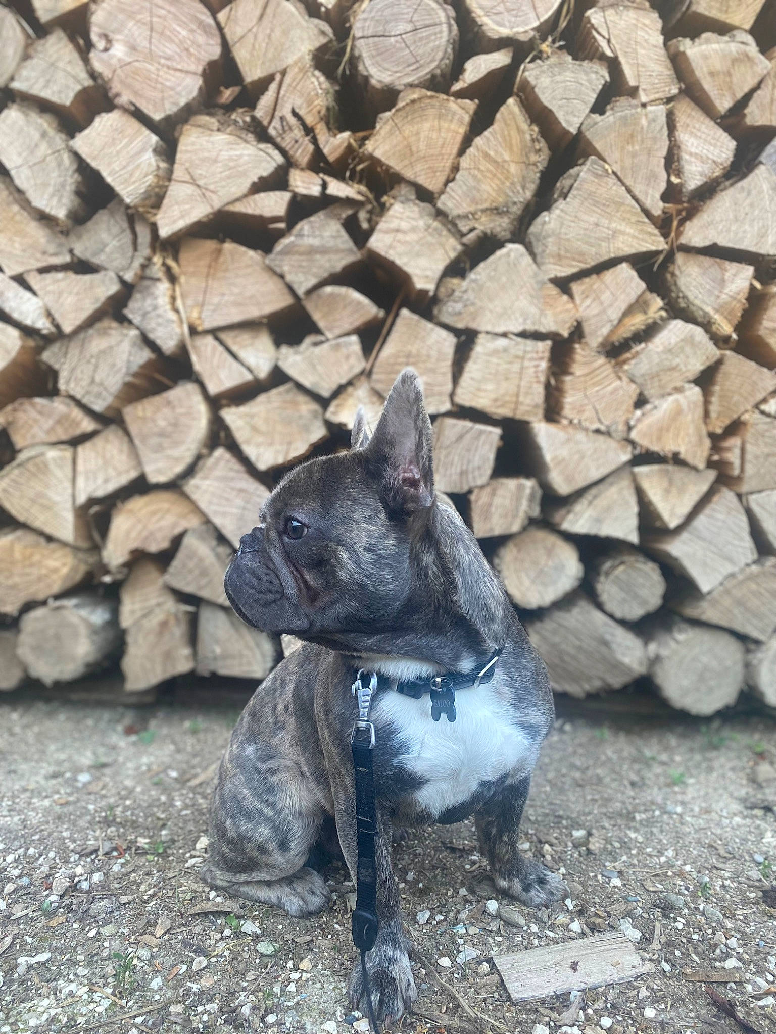 Baloo participe au concours pour gagner de l'argent avec cette photo : art, bedrock, canidae, carnivore, dog_breed, felidae, flooring, grass, grey, road_surface, sculpture, small_to_medium_sized_cats, snout, sporting_group, statue, stone_wall, tail, terrestrial_animal, vertebrate, whiskers