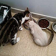 Jazz participe au concours pour gagner de l'argent avec cette photo :