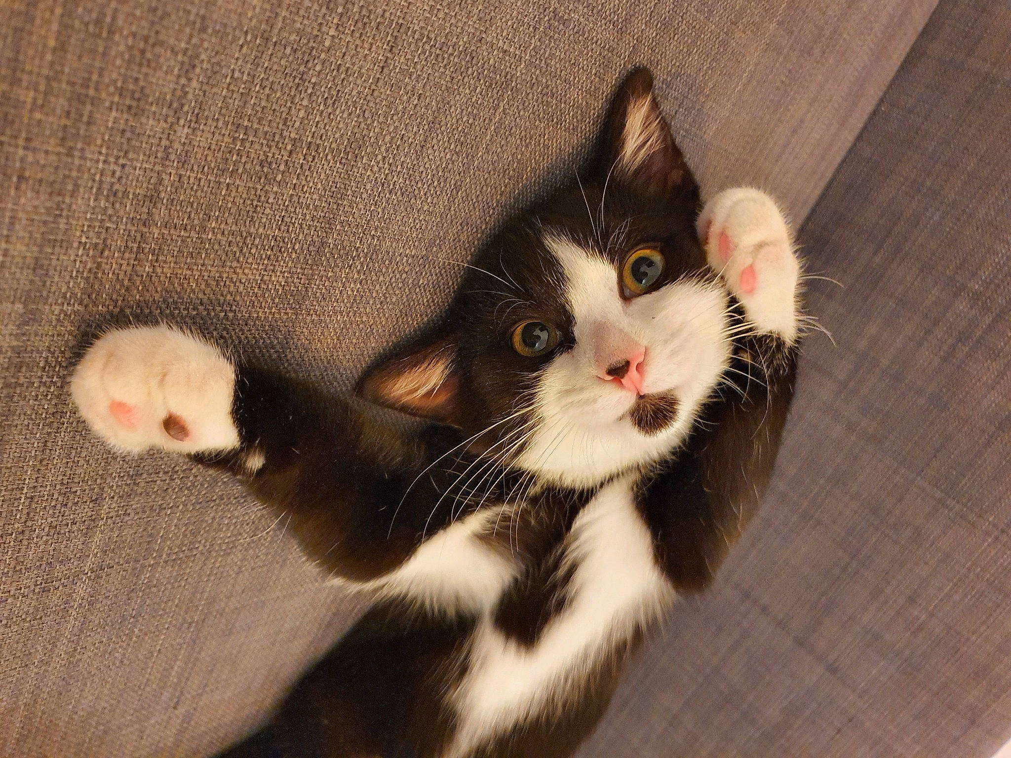 Scaar participe au concours pour gagner de l'argent avec cette photo : box, cardboard, carnivore, cat, claw, comfort, domestic_short_haired_cat, felidae, foot, fur, paw, pet_supply, small_to_medium_sized_cats, snout, tail, whiskers, window