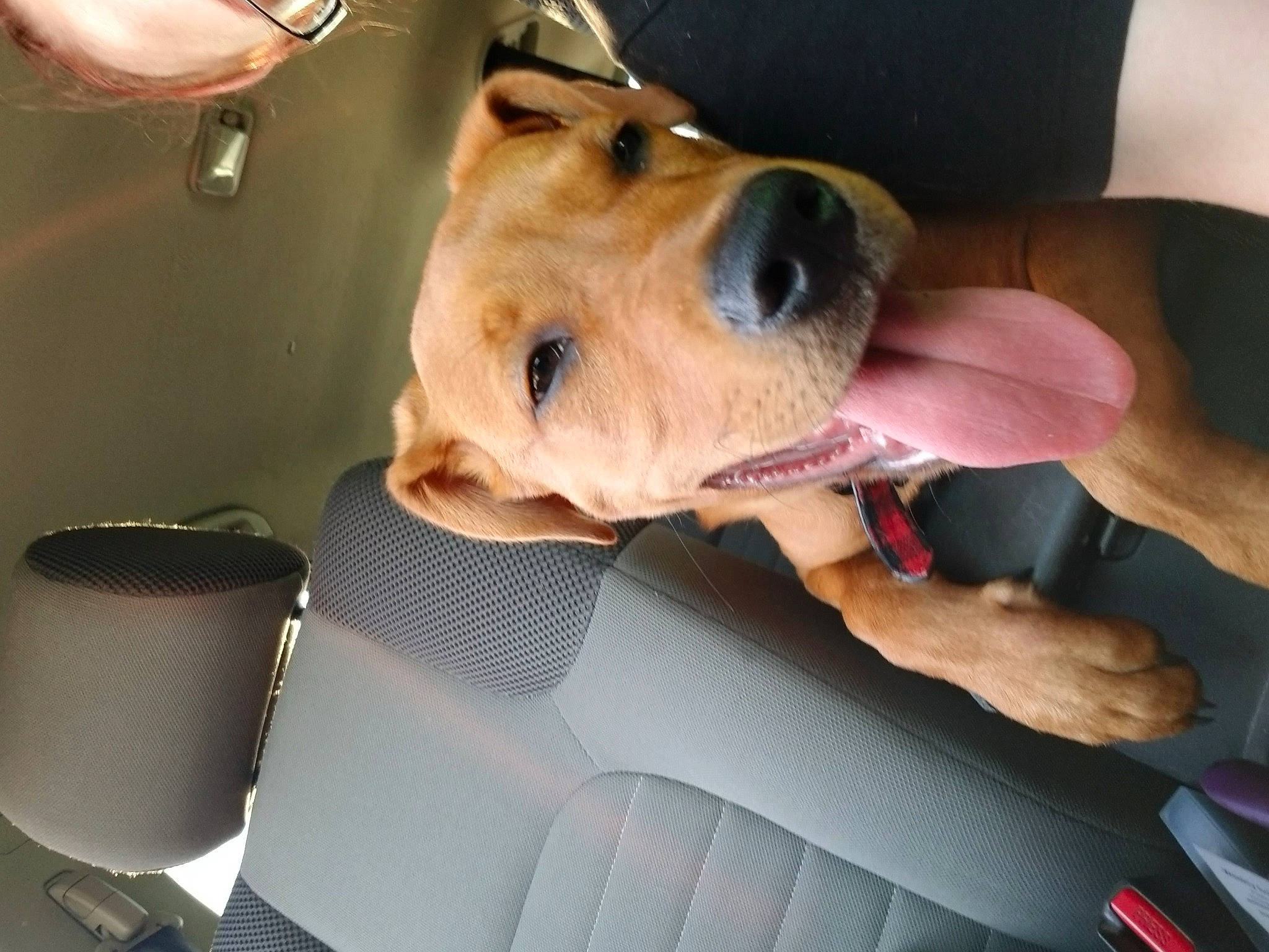 Whiskey is registered to the contest to win money with this photo: car, car_seat, carnivore, collar, comfort, companion_dog, dog, dog_breed, dog_collar, dog_supply, ear, fawn, fur, jaw, snout, sporting_group, vehicle, vehicle_door, whiskers, working_animal