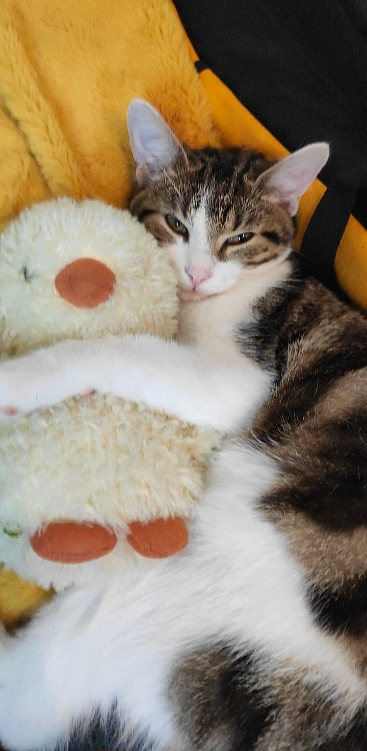 Serge participe au concours pour gagner de l'argent avec cette photo : carnivore, cat, claw, comfort, domestic_short_haired_cat, eye, fawn, felidae, foot, fur, head, lap, nap, paw, small_to_medium_sized_cats, snout, stuffed_toy, tail, toy, whiskers