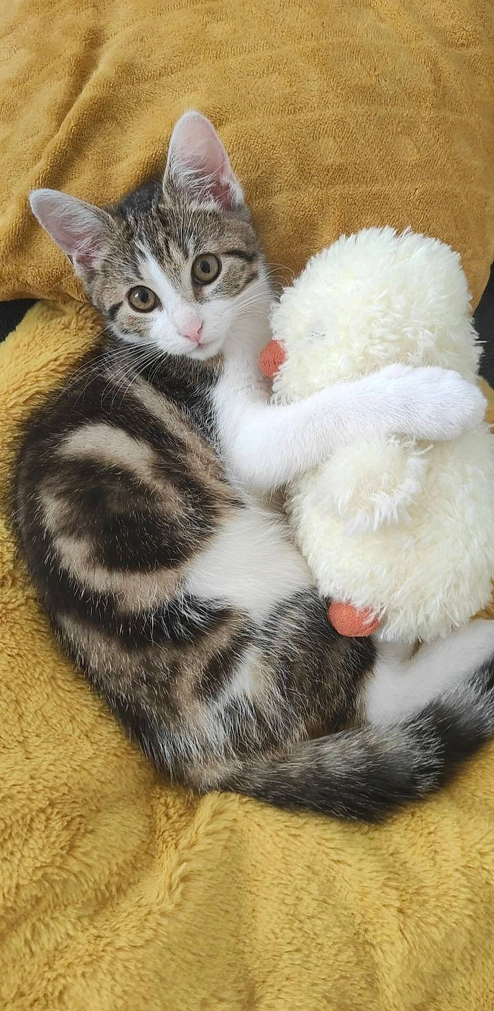 Serge a rejoint le concours — aidez-le/la à gagner de superbes lots ! carnivore, cat, cat_bed, claw, comfort, domestic_short_haired_cat, fawn, felidae, foot, fur, nap, paw, sitting, small_to_medium_sized_cats, snout, tail, toy, whiskers, wool, woolen