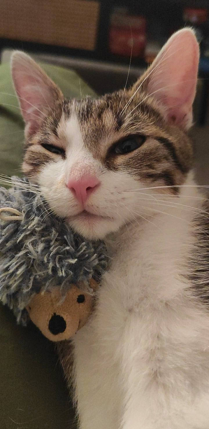 Serge participe au concours pour gagner de l'argent avec cette photo : carnivore, cat, claw, domestic_short_haired_cat, eye, fawn, felidae, fur, happy, head, iris, love, paw, small_to_medium_sized_cats, snout, tail, terrestrial_animal, whiskers, window