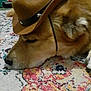 Charlie Booger is registered to the contest to win money with this photo: dog, sleeping, cowboy_hat, indoor, carpet, patterned_rug, resting, animal, pet, brown_fur, closeup, cute, domestic_animal, hat_band, star_decoration, floor, cozy, relaxed, side_profile, fur