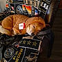 Charlie is registered to the contest to win money with this photo: army, blanket, brown, chair, cozy, dog, fabric, flag, fur, hoodie, indoor, leather, pattern, pet, relaxation, resting, sleeping, stars, text, usa