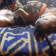 Charlie is registered to the contest to win money with this photo: animal, blanket, camouflage, canine, clothing, comfortable, companion, cozy, dog, domestic, fabric, fur, indoor, laying, pattern, pet, relaxed, resting, sleeping, warm