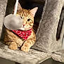 cat, tabby_cat, orange_cat, bandana, red_bandana, cat_tree, fuzzy_toy, paw, pet, indoor, cozy, relaxed, fur, whiskers, cute, animal, mammal, playful, resting, domestic_animal