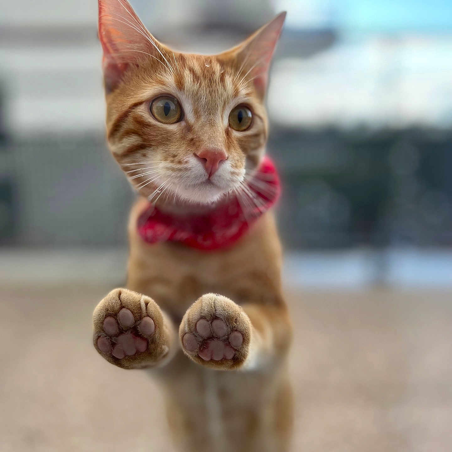 Bulbi participe au concours pour gagner de l'argent avec cette photo : animal, blurred_background, cat, close_up, curious, cute, daylight, domestic_cat, ears, feline, focus, glass_surface, orange_tabby, outdoor, paws, pet, pink_paw_pads, portrait, red_collar, whiskers