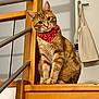 cat, orange_tabby, bandana, pet, wooden_stairs, indoor, curious, feline, domestic_cat, sitting, head_tilt, red_bandana, wood, home_interior, tote_bags, animal, portrait, cute, whiskers, ears