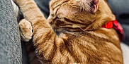Bulbi a rejoint le concours — aidez-le/la à gagner de superbes lots ! animal, blurred_background, cat, close_up, collar, couch, cozy, cute, domestic_cat, feline, fur, indoor, nap, orange_tabby, pet, relaxation, resting, sleeping, soft, whiskers