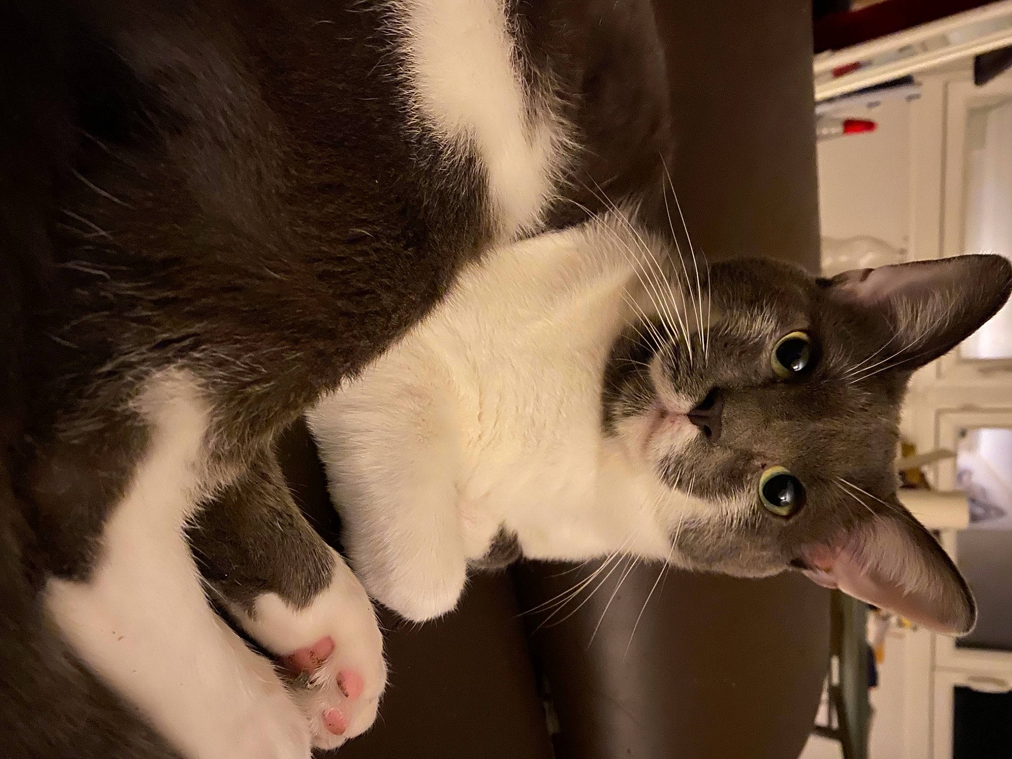 Pepino a rejoint le concours — aidez-le/la à gagner de superbes lots ! carnivore, cat, claw, comfort, domestic_short_haired_cat, ear, felidae, fur, nose, oriental_shorthair, paw, small_to_medium_sized_cats, snout, tail, whiskers