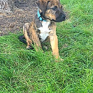 Mike is registered to the contest to win money with this photo: alert, animal, brindle, canine, collar, cute, daylight, dog, fur, grass, greenery, nature, outdoor, pet, puppy, side_view, sitting, small, tree, young