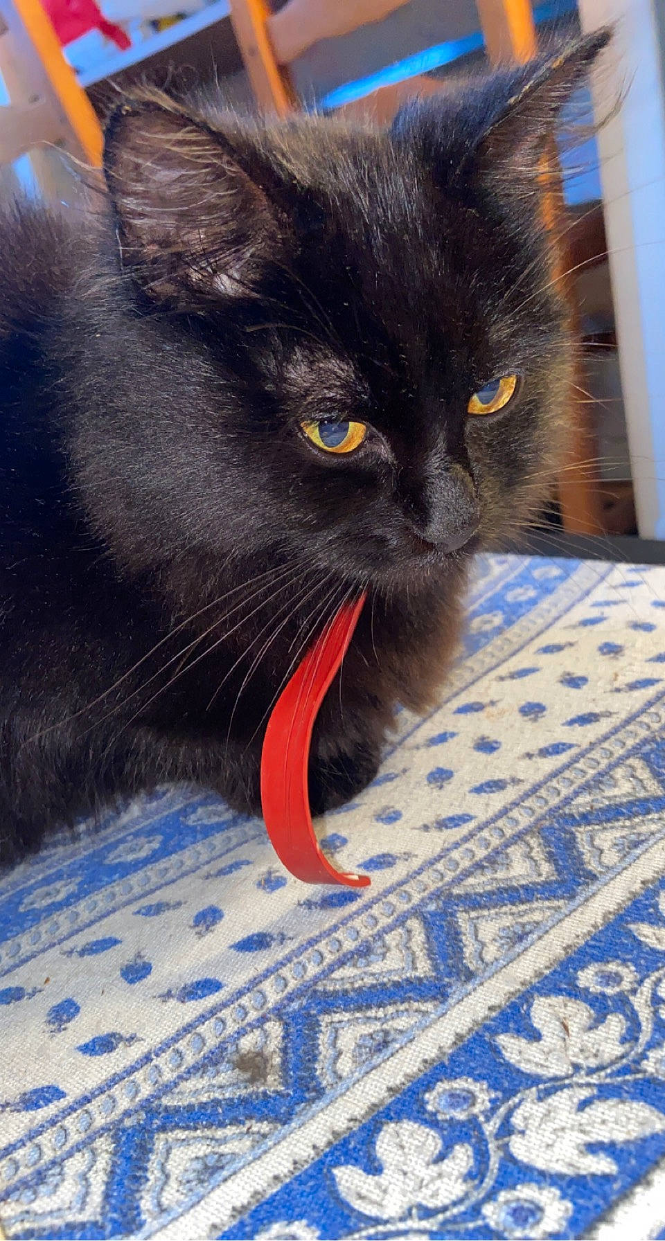 Pumba participe au concours pour gagner de l'argent avec cette photo : black_cat, blue, bombay, carnivore, cat, comfort, domestic_short_haired_cat, electric_blue, eye, fawn, felidae, foot, fur, grey, iris, leg, small_to_medium_sized_cats, snout, tail, whiskers