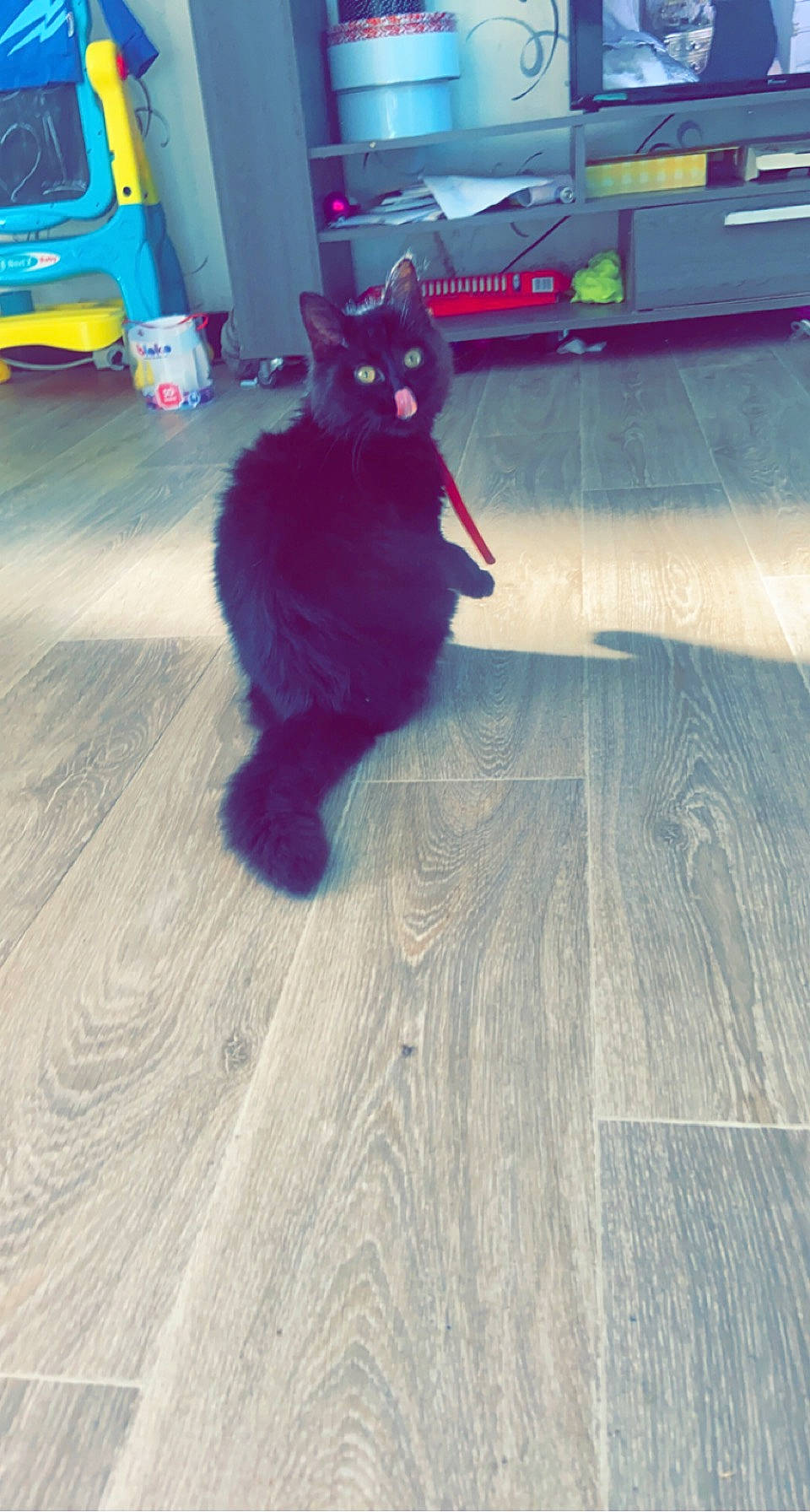 Pumba participe au concours pour gagner de l'argent avec cette photo : asphalt, black_cat, carnivore, cat, companion_dog, dog_breed, domestic_short_haired_cat, electric_blue, felidae, floor, flooring, fur, hardwood, magenta, road_surface, small_to_medium_sized_cats, tail, tints_and_shades, whiskers, wood