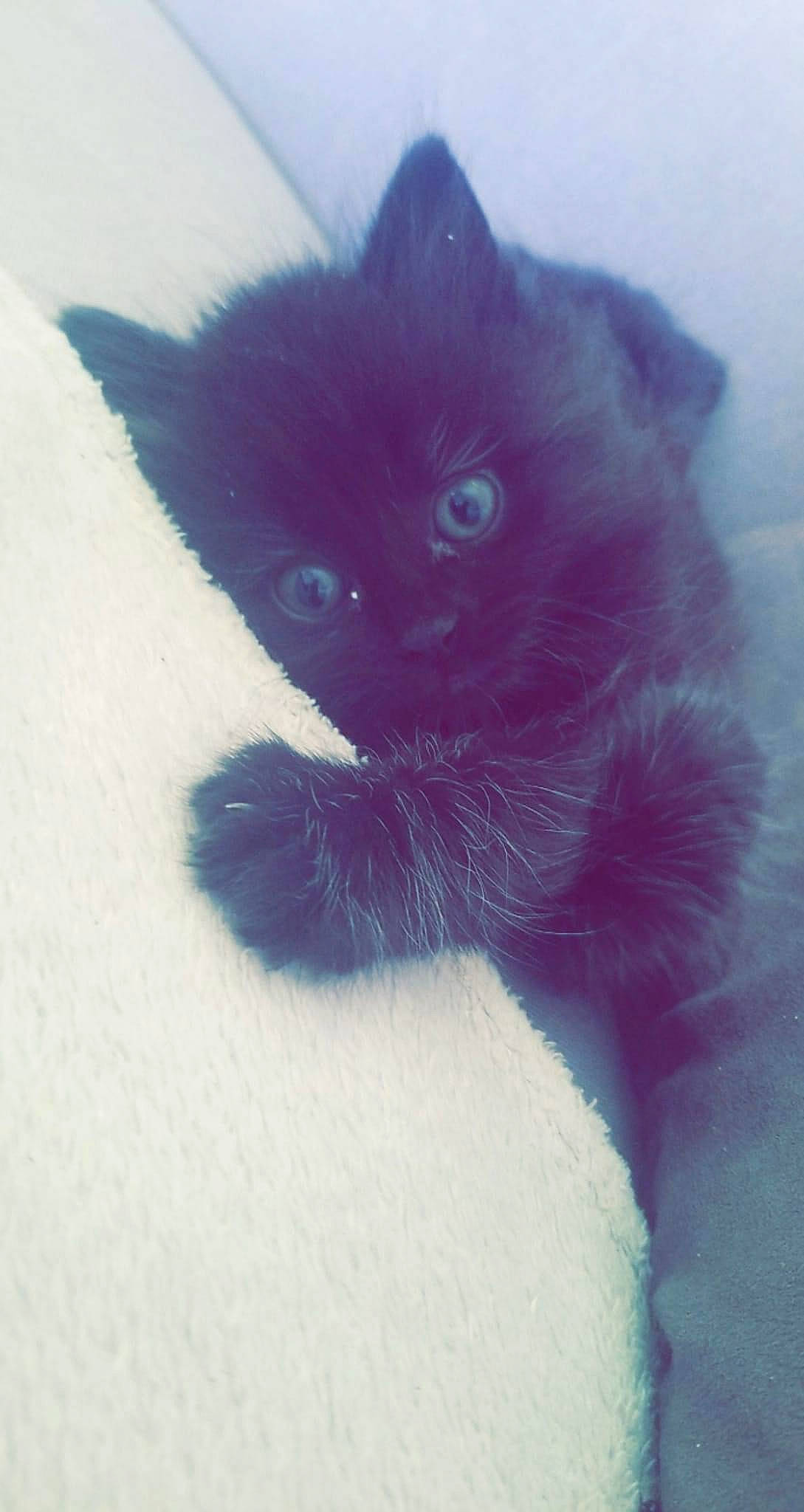 Pumba participe au concours pour gagner de l'argent avec cette photo : black_cat, carnivore, cat, claw, comfort, electric_blue, eye, felidae, fur, head, iris, magenta, paw, small_to_medium_sized_cats, snout, tail, whiskers, window