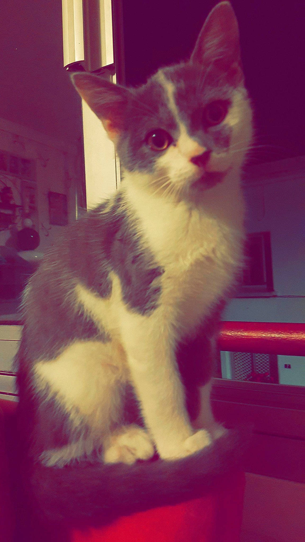 Scar a rejoint le concours — aidez-le/la à gagner de superbes lots ! carnivore, cat, domestic_short_haired_cat, felidae, foot, fur, iris, lap, paw, sitting, small_to_medium_sized_cats, snout, square, tail, whiskers