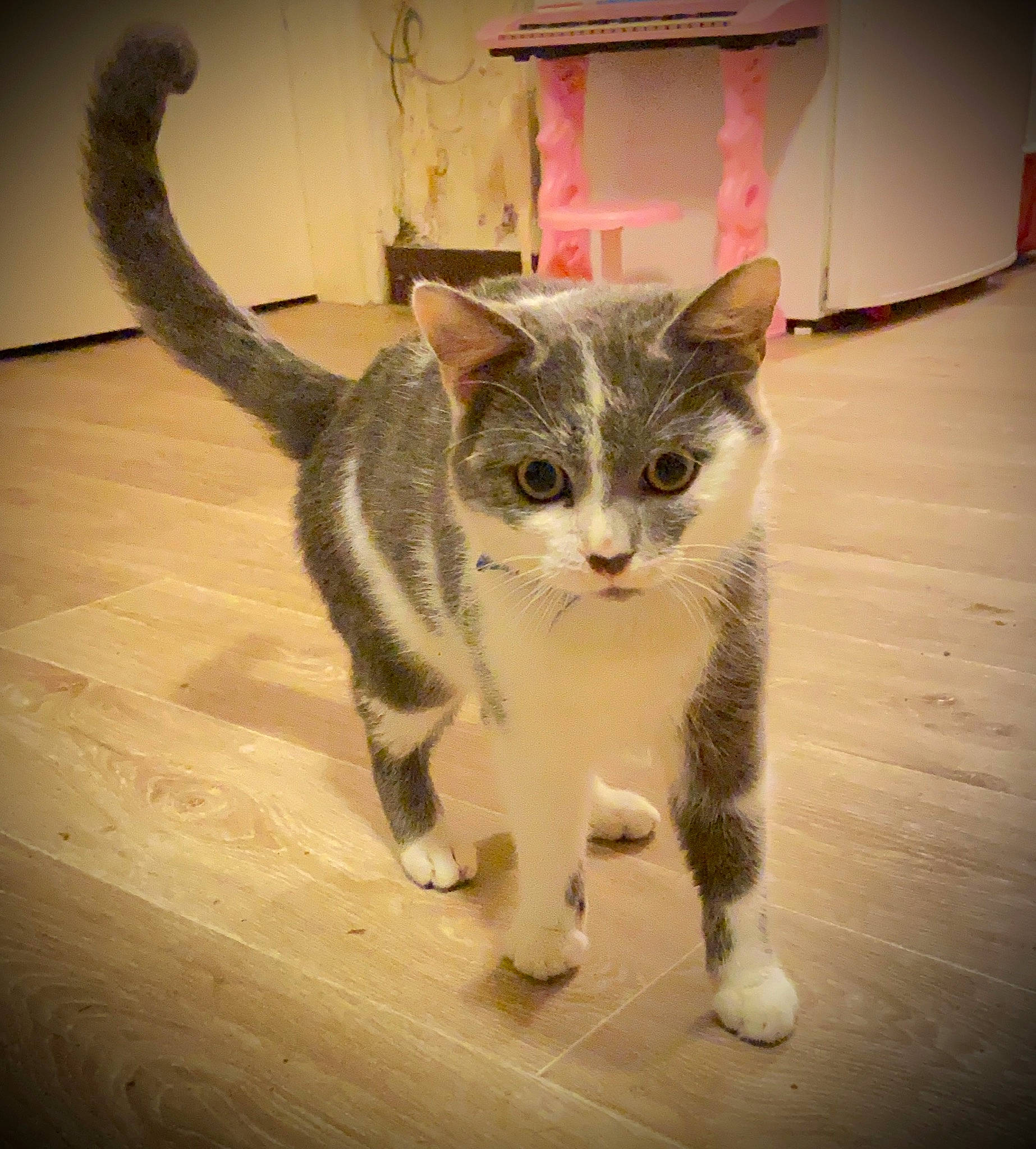 Scar a rejoint le concours — aidez-le/la à gagner de superbes lots ! carnivore, cat, domestic_short_haired_cat, eye, felidae, floor, flooring, fur, grey, hardwood, head, metal, paw, shadow, sitting, small_to_medium_sized_cats, snout, tail, whiskers, wood