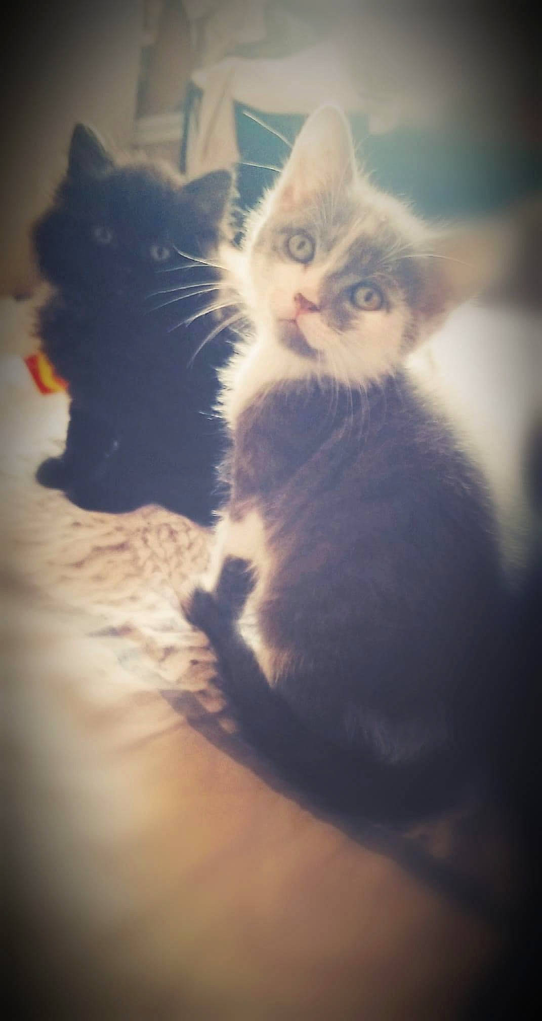 Scar participe au concours pour gagner de l'argent avec cette photo : carnivore, cat, claw, cloud, comfort, domestic_short_haired_cat, felidae, fur, grey, metal, meteorological_phenomenon, paw, shadow, sitting, sky, small_to_medium_sized_cats, square, tail, whiskers, window