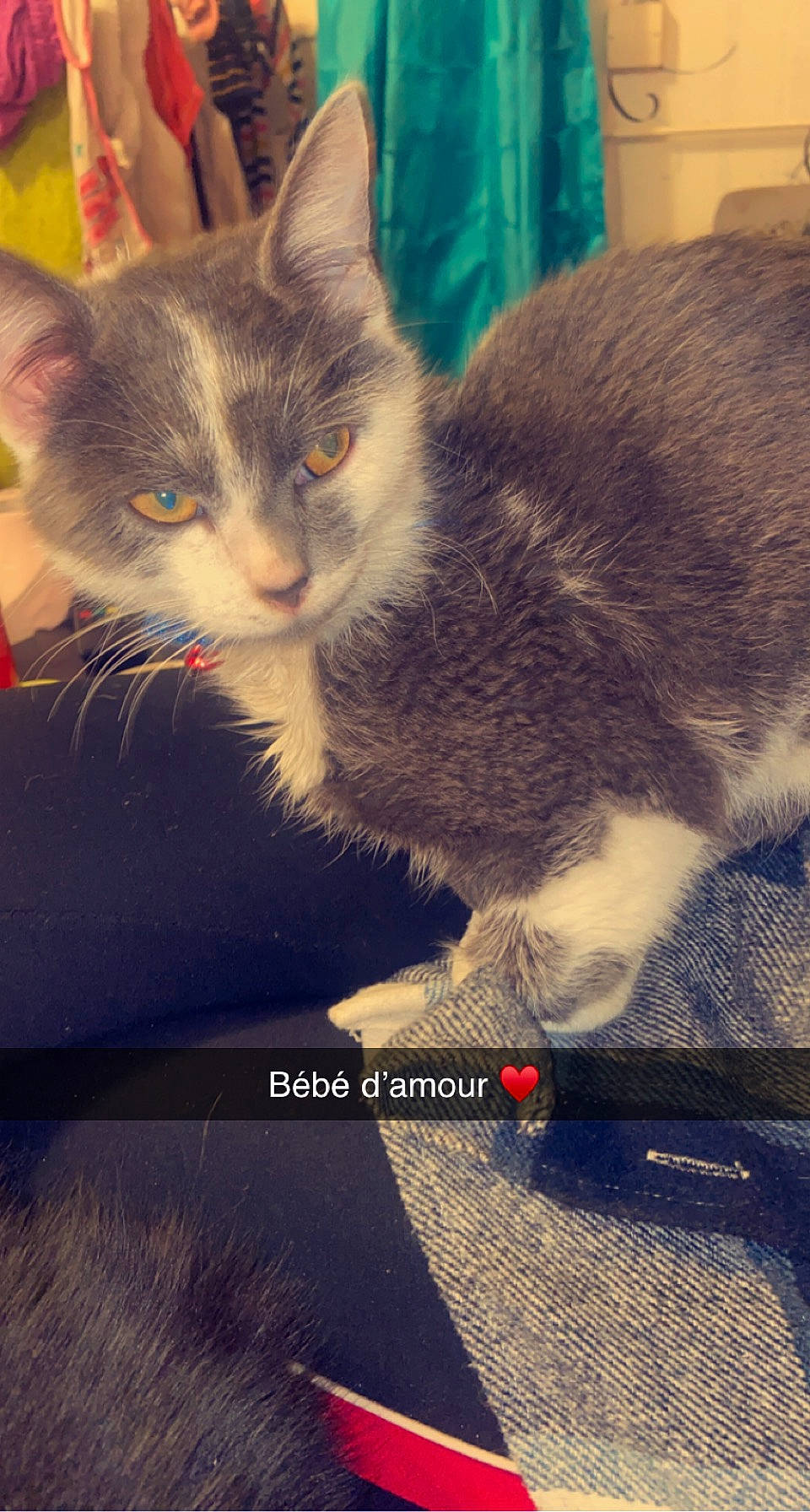 Scar participe au concours pour gagner de l'argent avec cette photo : blue, box, carnivore, cat, claw, comfort, domestic_short_haired_cat, felidae, fur, love, metal, morning, paw, photo_caption, sitting, small_to_medium_sized_cats, snout, square, tail, whiskers