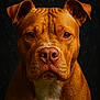 alert, animal, attention, brown_fur, canine, close_up, dark_background, dog, ears, expression, eyes, face, mammal, moisture, pet, portrait, snout, studio_lighting, water_droplets, wet