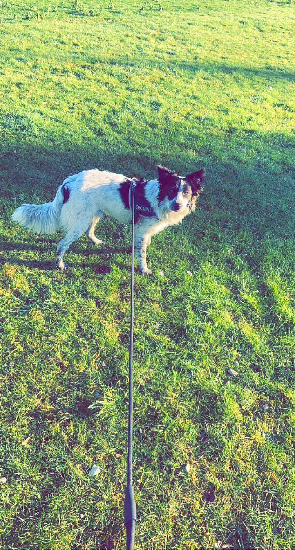Shadow participe au concours pour gagner de l'argent avec cette photo : carnivore, companion_dog, dog, dog_breed, fawn, field, grass, grass_family, grassland, groundcover, lawn, mammal, meadow, plant, sporting_group, sunglasses, tail, tints_and_shades, tree, vertebrate