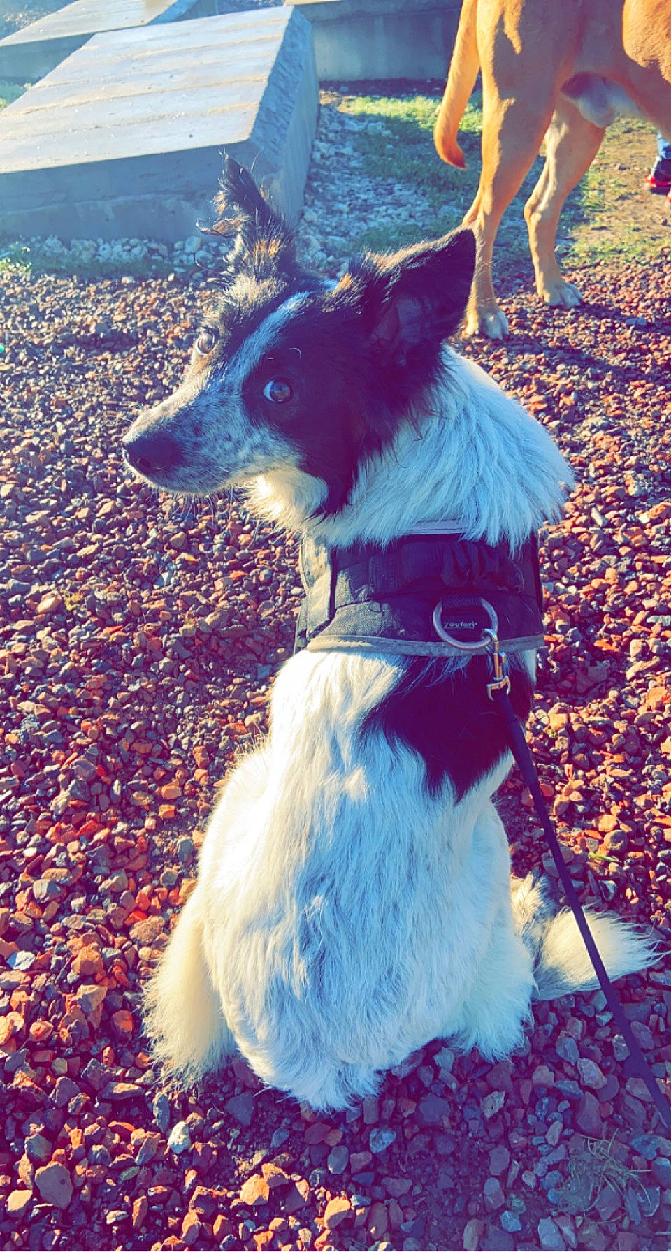 Shadow participe au concours pour gagner de l'argent avec cette photo : canidae, carnivore, collar, companion_dog, dog, dog_breed, dog_clothes, dog_collar, dog_supply, electric_blue, fawn, fur, herding_dog, light, snout, sporting_group, tail, toy_dog, whiskers, working_animal